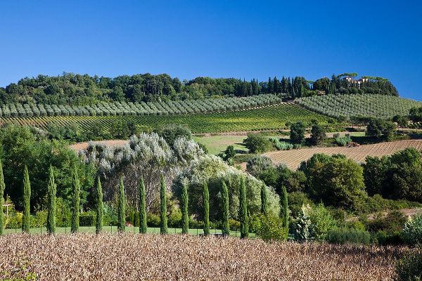 Eggers, Julie 아티스트의 Italy-Tuscany Villa on hillside surrounded with olive trees and vineyard작품입니다.